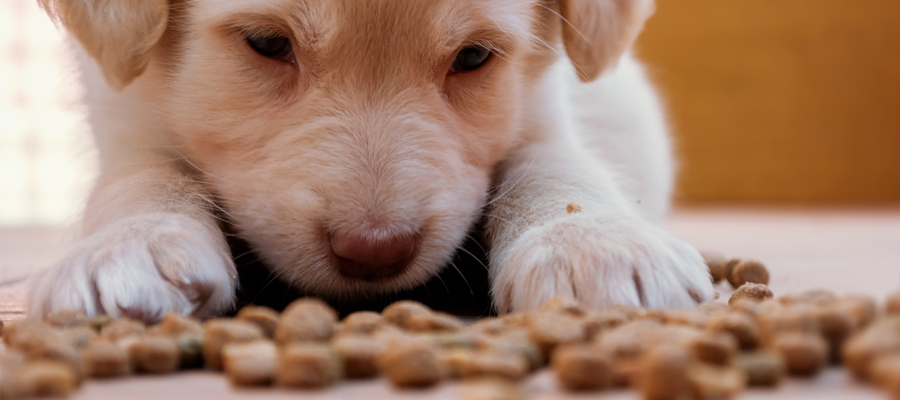 croquettes de chien